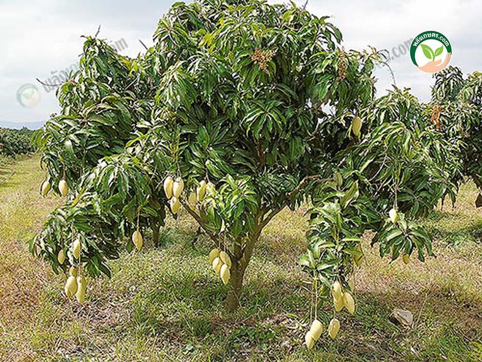 mango tree